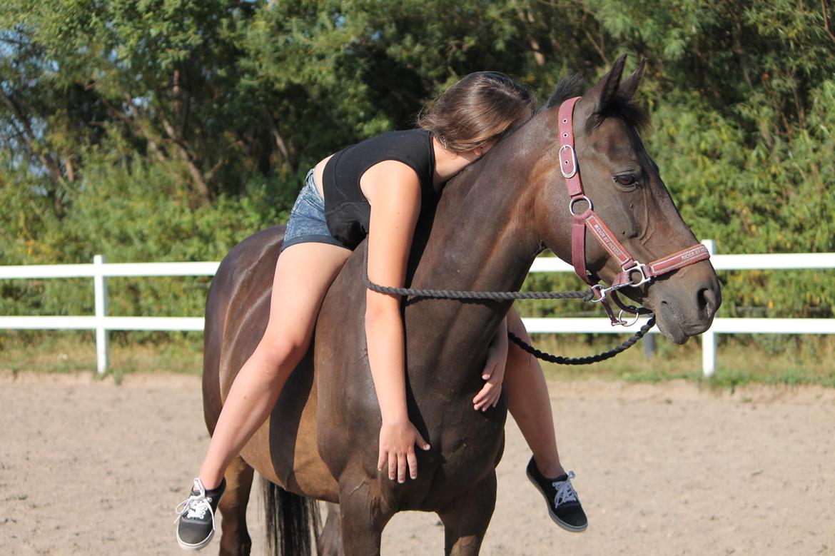 Hollandsk Sportspony NAPIRAI - Bedste sted i verden. billede 33