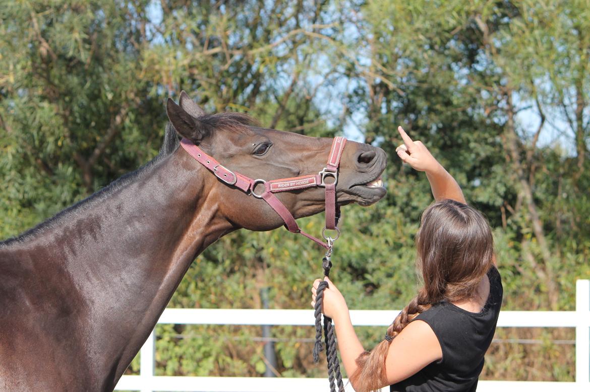 Hollandsk Sportspony NAPIRAI - Smileeee.<3 billede 13