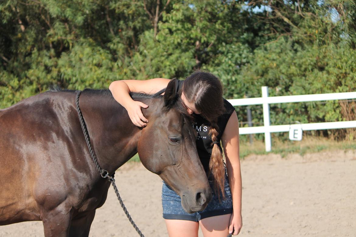 Hollandsk Sportspony NAPIRAI - Velkommen. :) -Sidste dag sammen, i miss u.<3 billede 1