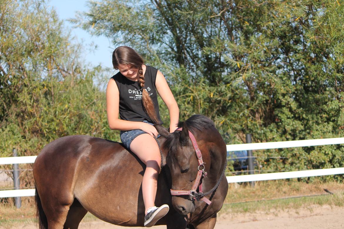 Hollandsk Sportspony NAPIRAI - Den dufterrrrr! billede 16