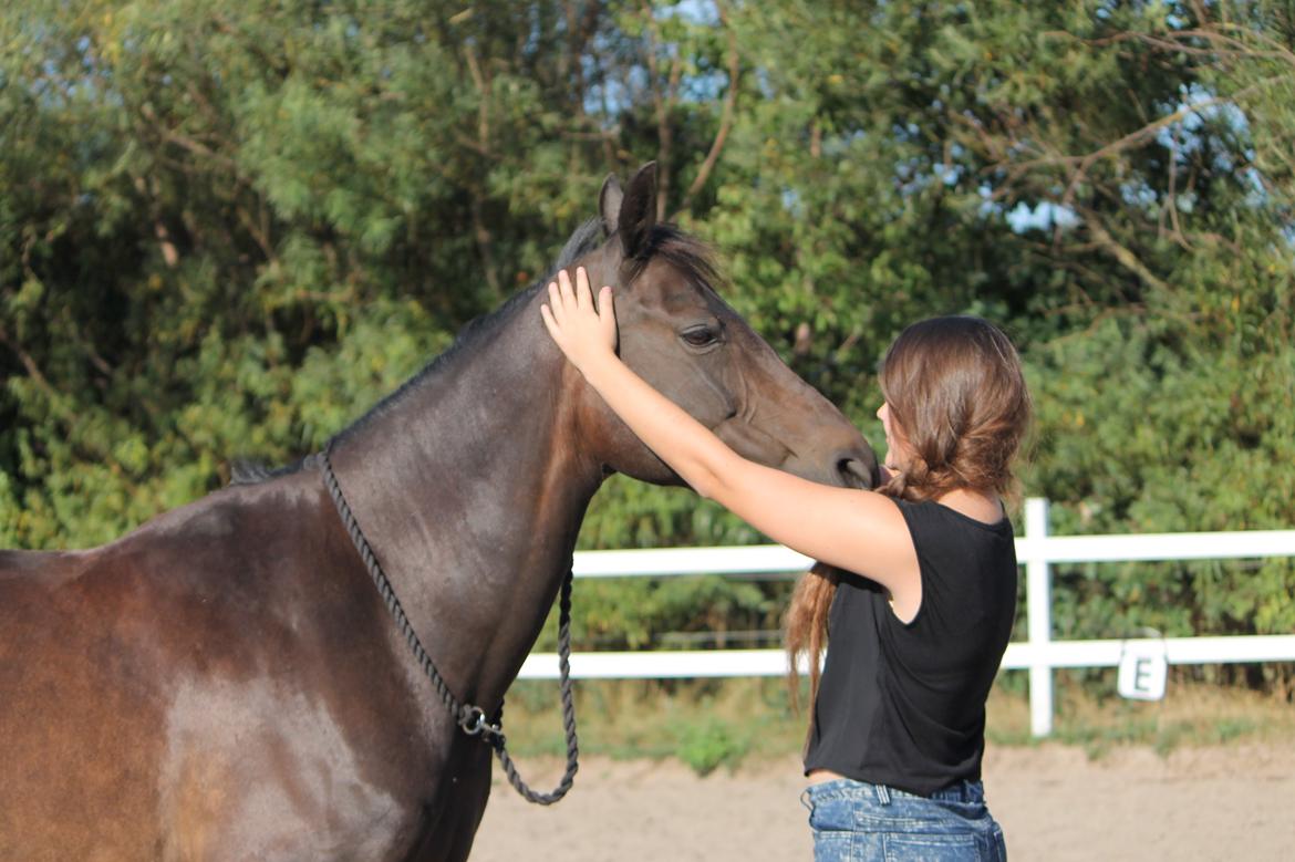 Hollandsk Sportspony NAPIRAI - Nakken? Intet problem. billede 28