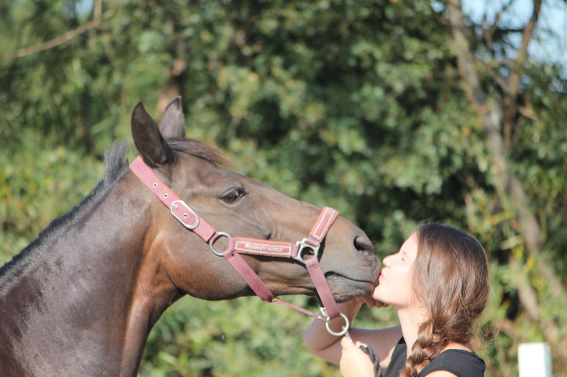 Hollandsk Sportspony NAPIRAI - "Nappi, må jeg få et møs?" "JA! MED TUNGEN!" billede 21