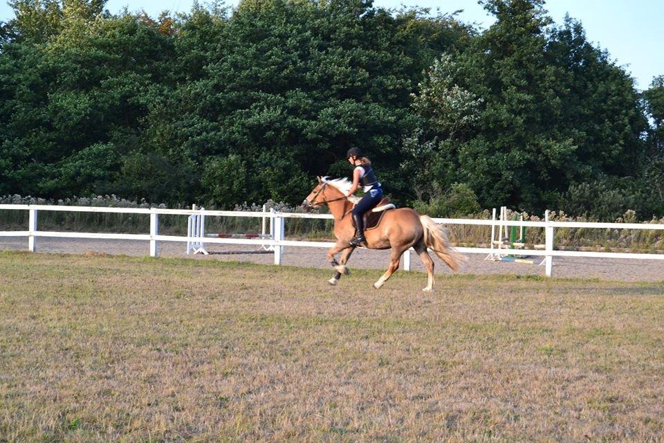 Haflinger Katja - (Min stjerne) <3 billede 9