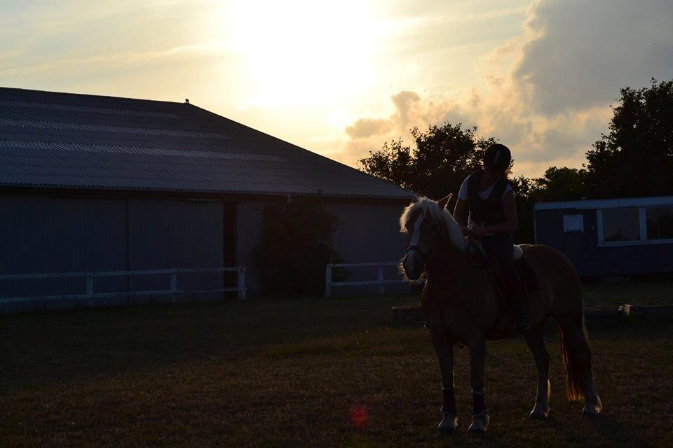 Haflinger Katja - (Min stjerne) <3 - Elsker dig! <3 billede 10