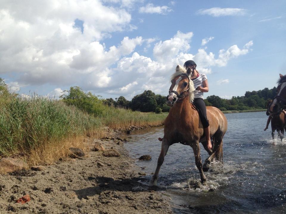 Haflinger Katja - (Min stjerne) <3 - Strandtur <3 billede 13