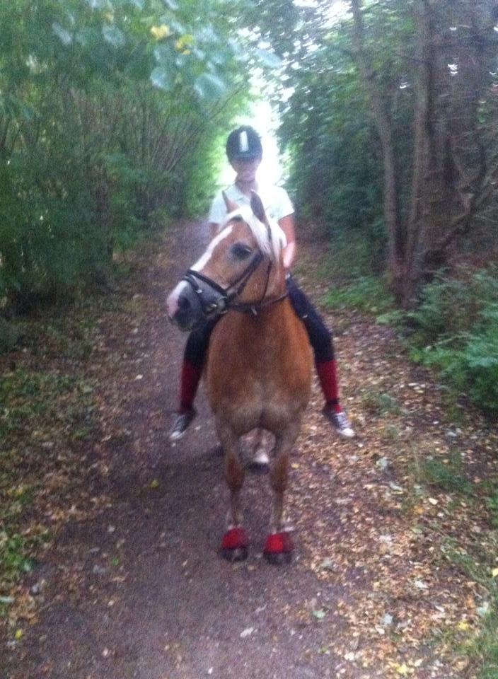 Haflinger Katja - (Min stjerne) <3 billede 15