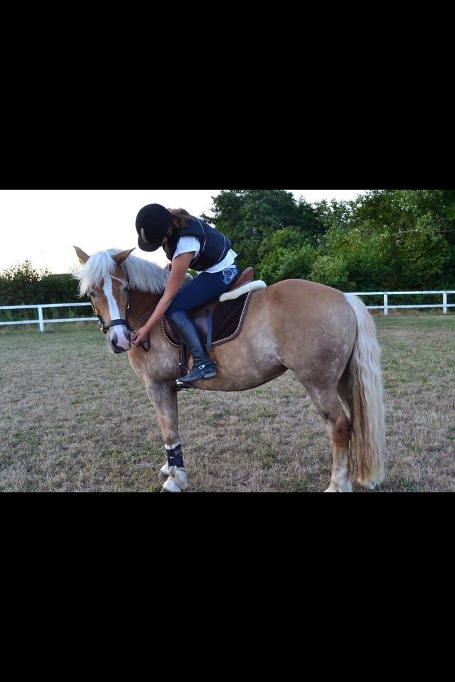 Haflinger Katja - (Min stjerne) <3 - Intet mindre end perfekt  :') billede 18