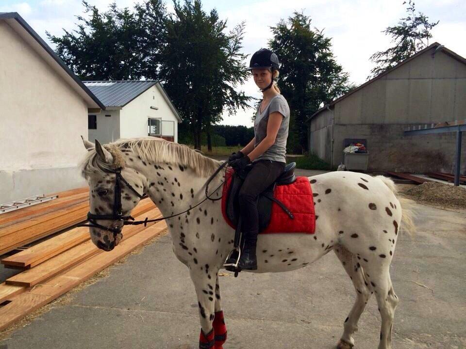 Knabstrupper Cibell [lånehest] - Træt efter en skovtur billede 1