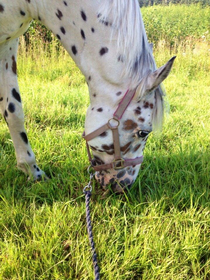 Knabstrupper Cibell [lånehest] - Får lov til at blive fed ;) billede 5