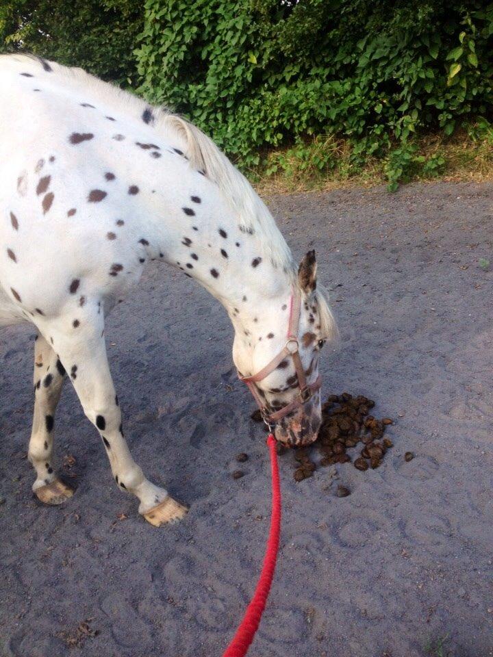 Knabstrupper Cibell [lånehest] - Snuser til lort.. øøh billede 8