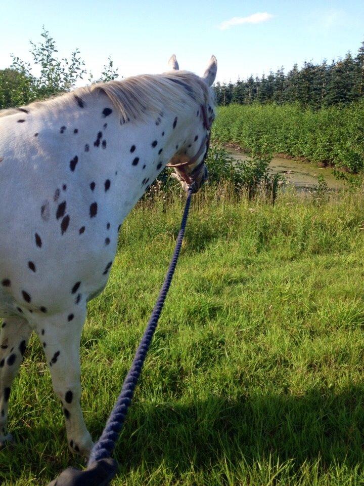 Knabstrupper Cibell [lånehest] - Kigger på søen :) billede 7