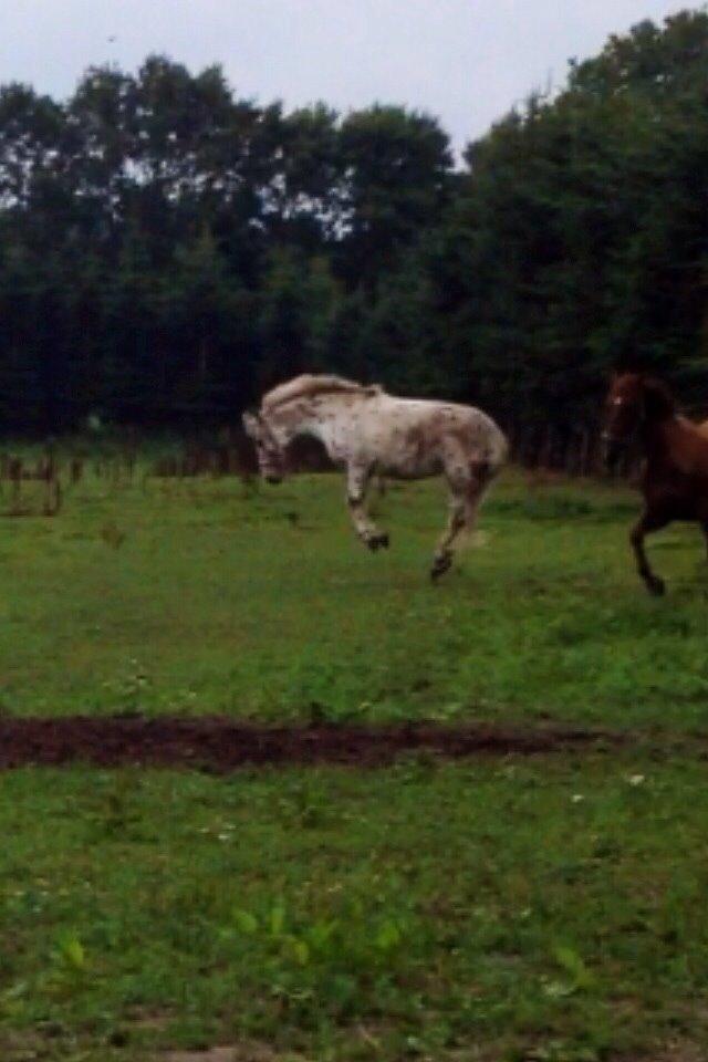 Knabstrupper Cibell [lånehest] - Da hun fik en ny foldven og blev en rodeopony :) billede 9