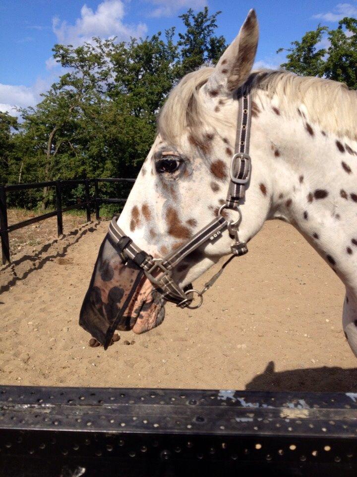 Knabstrupper Cibell [lånehest] - Hun måtte lige komme på jordfold noget tid før hun kom ud på en dejlig stor græsfold ;) billede 11