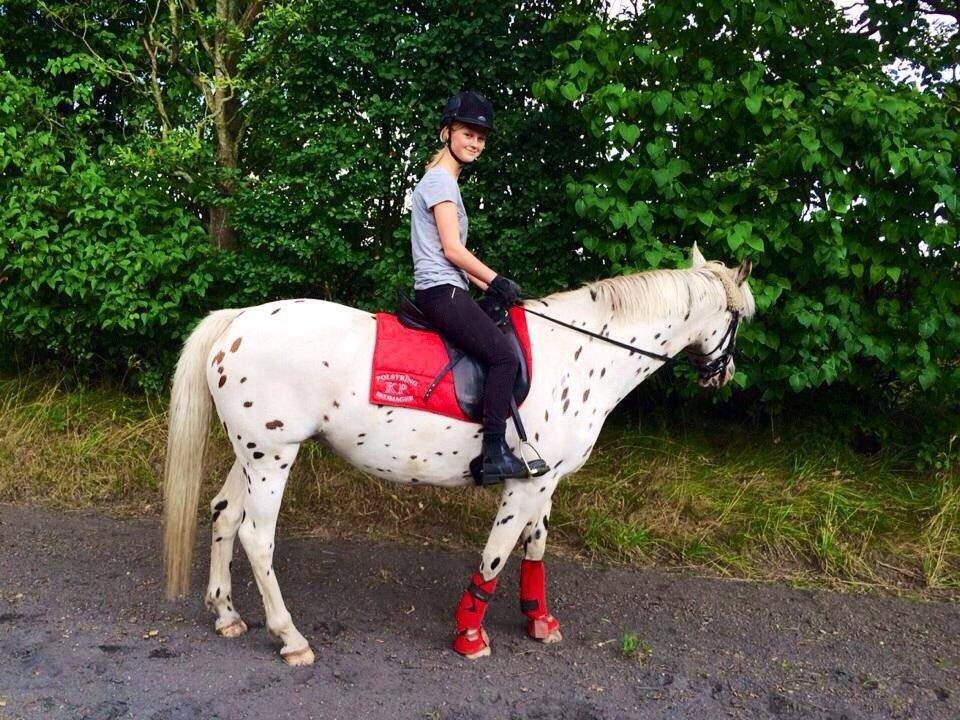 Knabstrupper Cibell [lånehest] - Første ridetur i naturen billede 14