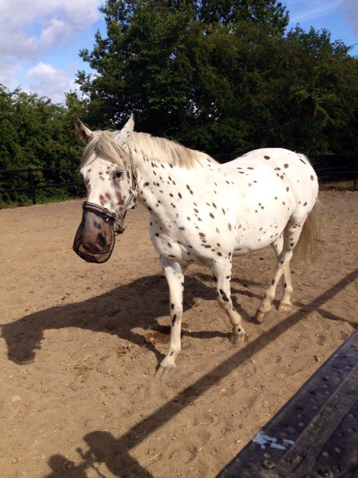 Knabstrupper Cibell [lånehest] - Cibell på jordfold :) - Dagen efter hun var ankommet billede 13