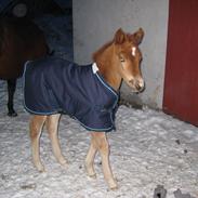 Anden særlig race Elena