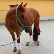 Anden særlig race Carfax