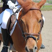 Anden særlig race Carfax