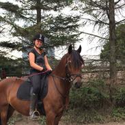 Welsh Pony af Cob-type (sec C) Dorthealyst Heathcliff (Tomba)