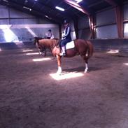 Anden særlig race Fireball <3 vsr #denbedstepony