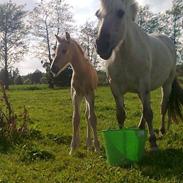 Anden særlig race Louise 