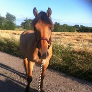 Anden særlig race Louise 