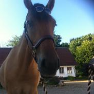 Anden særlig race Louise 