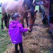 Anden særlig race Louise 
