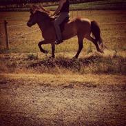 Islænder Þokkadis fra møgelbjerg