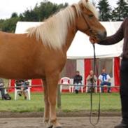 Islænder Dís fra Kópavogi