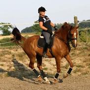 Dansk Varmblod Lærkenborgs Duke