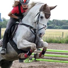 Anden særlig race Starhorse Ramses