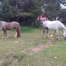 Anden særlig race Amagiteams Latino