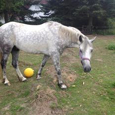 Anden særlig race Amagiteams Latino