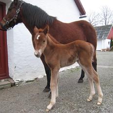 Anden særlig race Elena