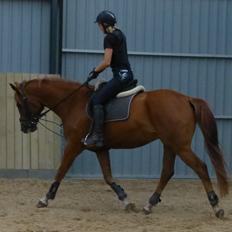 Dansk Varmblod Respect's Devillino