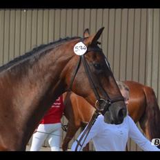 Hollandsk Varmblod Za-Zar