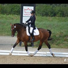 Hollandsk Varmblod Za-Zar