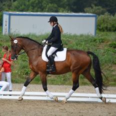 Hollandsk Varmblod Za-Zar