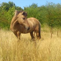 Islænder Solfari fra højen