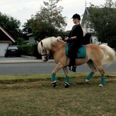 Haflinger Leris
