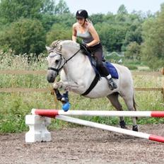 Fjordhest HESSELBERGS HELIOS