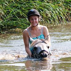 Fjordhest HESSELBERGS HELIOS