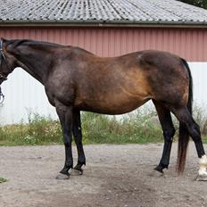 Dansk Varmblod Nygaards Michado