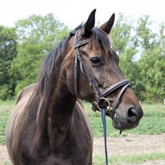 Dansk Varmblod Nygaards Michado