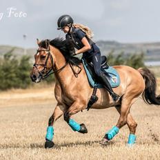 Anden særlig race Bayli 