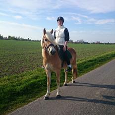 Tyroler Haflinger Ice Røgtergaard