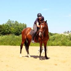 Dansk Varmblod Svenne Banan "Bønne"