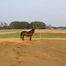 Anden særlig race Berta