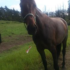 Pinto Randrupmølles Billie May